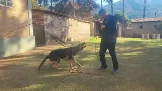 Esko progredindo nos latidos ativos