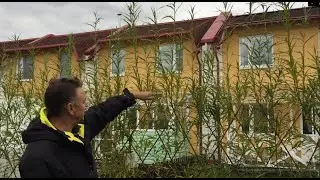 ПАВИВА. Ива . Посадка живой изгороди в таунхаусе, 100% приживаемость
