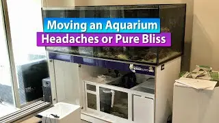 Moving an Aquarium - Headache or opportunity? Lessons learned on tank moves