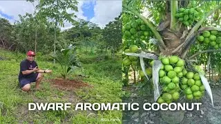 Farm Update: How to Plant Dwarf Aromatic Coconut Nam Hom