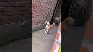 ¿Perro o Matón? ¡Mira Esa Mirada! 👀🐕
