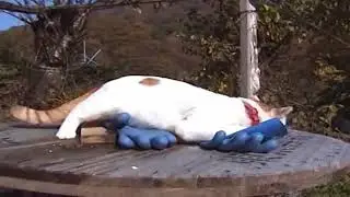 Резиновые Перчатки