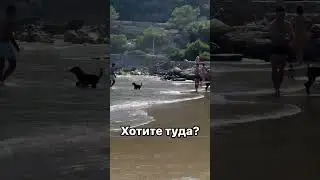 Пляж для собак❤️ хотите туда? 