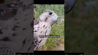 What Do The Raptors Eat? #animalrescue