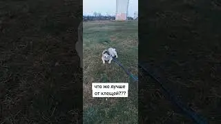 Бравекто и симпарика единственные мощные препараты от клещей!