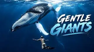 Freediving with Tonga’s Gentle Giants feat Alexey Molchanov & Rob Torelli 🐋