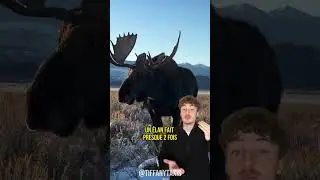 MOOSE ARE NOT CHILL HERBIVORES 💀