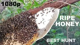 BEST WILD HONEY HUNT IN PAKISTAN 100% NATURAL MUST WATCH IN HD 1080p