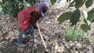 #avokado