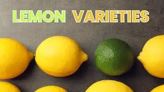 Lemons: Exploring the Versatility of Meyer, Eureka, and Lisbon Lemons