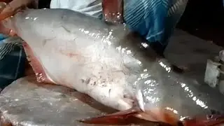 Amazing Pangas fish cutting Skills | Super fast fish cutting