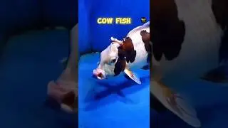 This cow fish 🐟