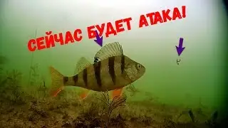 Подводная съемка, секрет поведения окуня! Рыбалка 2019