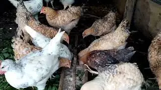 В ПРИРОДНУЮ АПТЕКУ ЗА ВИТАМИНАМИ ДЛЯ ЦЫПЛЯТ!!! КРАПИВА ДЛЯ ЦЫПЛЯТ ВКУСНО И ПОЛЕЗНО!!!