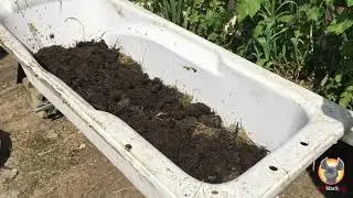 Lasagne layering composting beds-littleblackpig