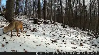 Fotopasca z Lidlu.Vlci, líška, lane...