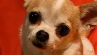 Я Собакой