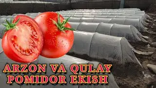OCHIQ MAYDONDA POMIDOR EKISH SIRLARI DEHQONLAR UCHUN ARZON VA QULAY TARAFLARI