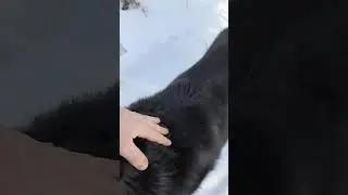 Тузик проводник...