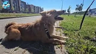 Каспер ищет дом!