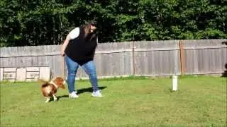 Basset Hound Tricks - Barkley The Basset Audition GMA Dog Vs Dog