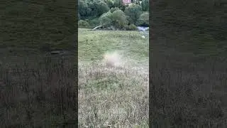 Перекати поле. Доставка сена)
