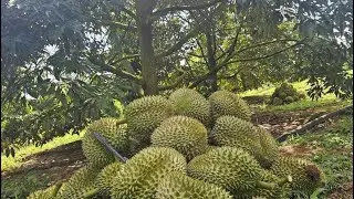 3 cara tanam durian dari biji agar cepat berbuah