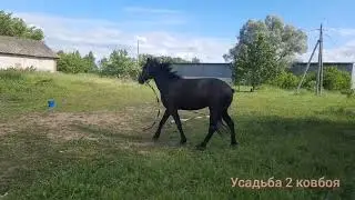 Сабантуй 2023 ,козы и редкая возможность подарить)) .