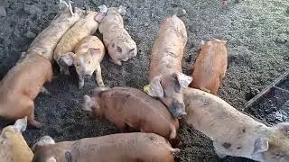 Выгнали маленьких поросят на улицу. Телка Джерси подросла и появились новые привычки. Ремонт в сарае