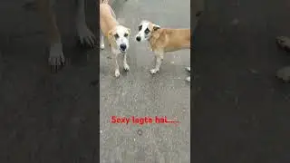 #dog #doglover #animals #animaltalk #barking #love #cute #love barking at night #nigh