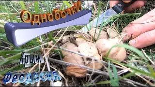 В Феодосии поперли грибы... ОднобочкИ