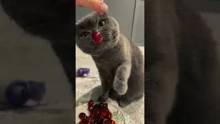 #кот