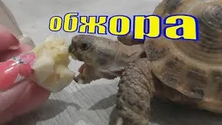 Вес Черепахи /Черепаха купание
