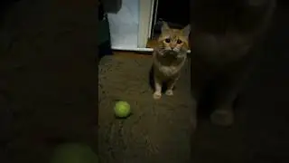 Кот Яшка приносит теннисный мяч