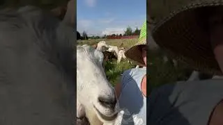 Козья Любовь