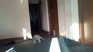 Cat is pooping Funny