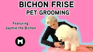Bichon Frise pet trim