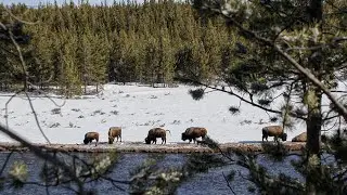 YELLOWSTONE