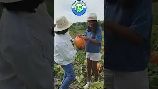Butternut Squash facts you didn't know #farming #butternutsquash #shorts