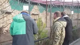 Белый тигр