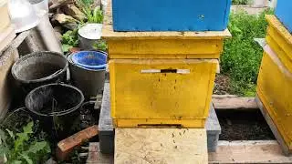 Работа Серой Горной Кавказской (Краснополянский тип) пчёлы на взятке.