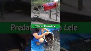 ULAR PREDATOR UTAMA LELE