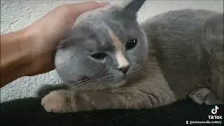 British shorthair blue tortie, Meelady Di Dworek 🥰🥰🥰