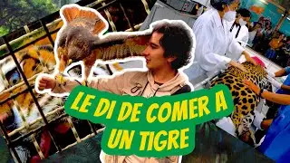 Comiendo con jirafas | experiencia en Reino animal