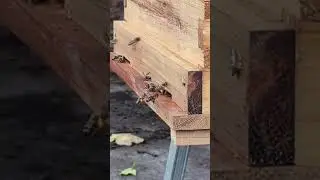 Bees return to our hive with fresh nectar and pollen