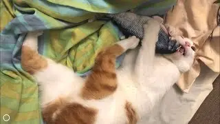 Лучшая игрушка для кота Живая рыба
