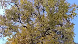 29.10.25 Утренник, детский сад 28, подготовительная группа 6. Осень