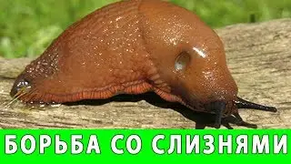 БОРЬБА СО СЛИЗНЯМИ И УЛИТКАМИ НА УЧАСТКЕ