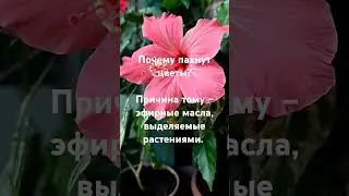 #цветы#природа #интересно #интереснознать #растения