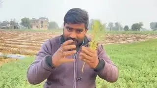 fusarium wilt of chickpea and  management ||chickpea diseses||farming of chickpea||vagetative growth